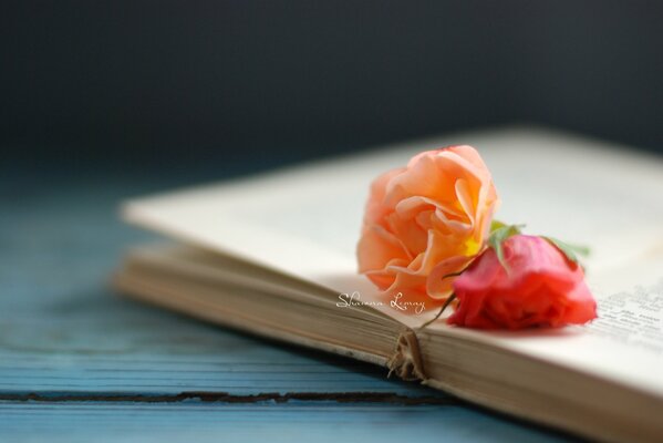 Bunte Rosen auf einem Buch