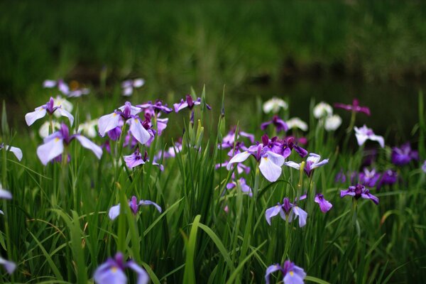 Summer pheolete irises in a green field