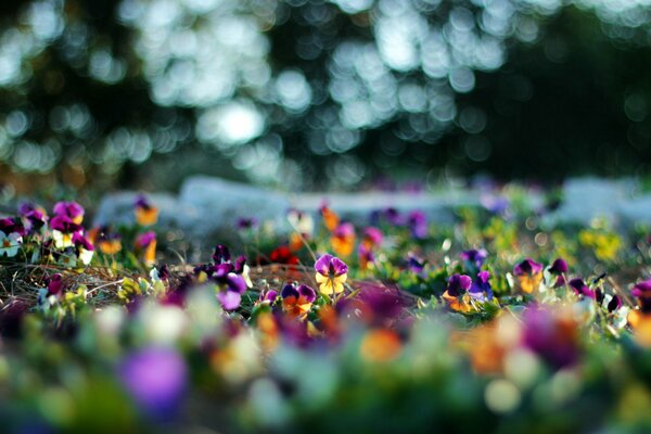 Natur im Sommer auf Hintergrundfarben