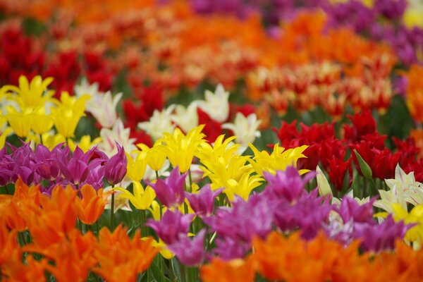 Ein Feld von Tulpen in allen Schattierungen von Rot bis Gelb, satte und abwechslungsreiche Farbtöne