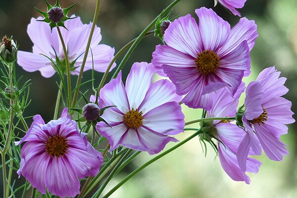 Pink flowers of cosmea close-up