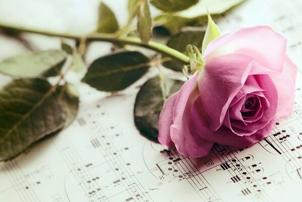 A pink rose fell on the notes