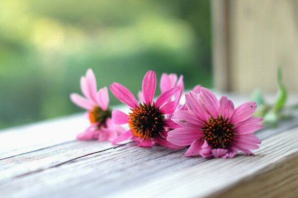 Tre margherite rosa su un davanzale di legno