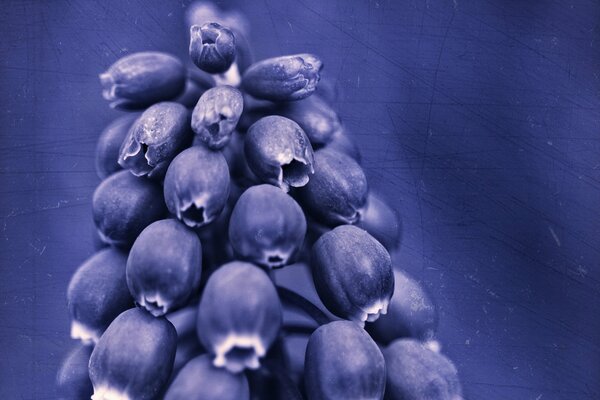 Muscari flower on a purple background