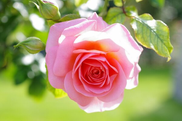 Gros plan de prise de vue de bouton de rose