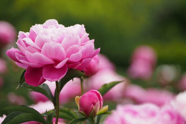 Bocciolo di peonia rosa su sfondo verde