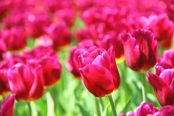 Fond d écran sous la forme de tulipes roses