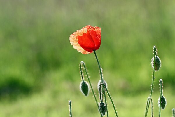 Fleurs de pavot rouge sur fond vert