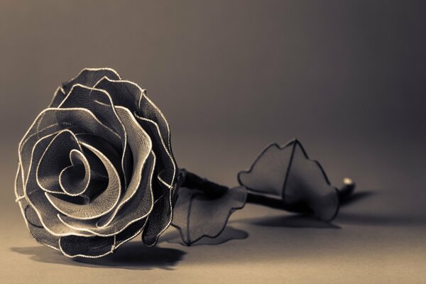 Черно-белая широкоформатная роза с тонкими листьями
