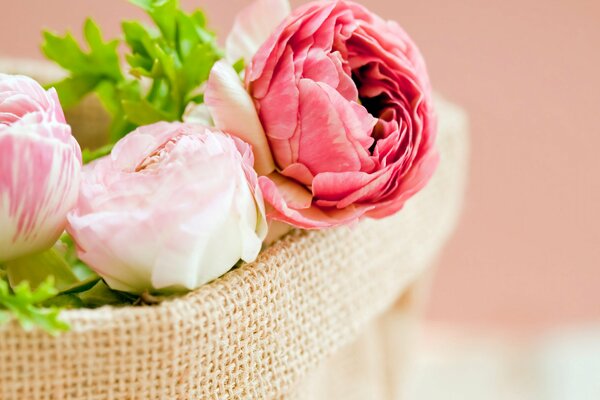 White and pink buds of peony flowers