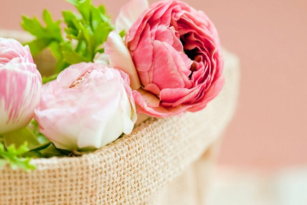 Białe i różowe pąki kwiaty piwonii