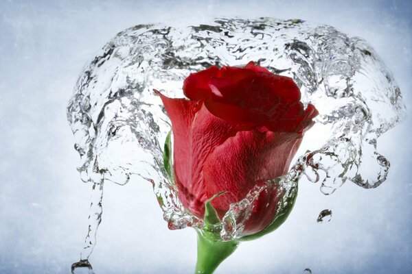 Ein Spritzer Wasser auf der Knospe einer roten Rose