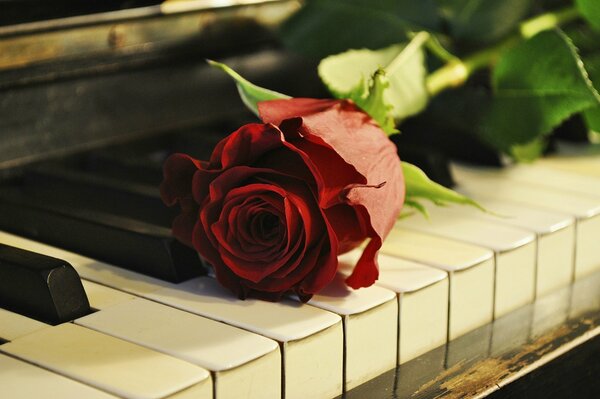 A lonely rose on the piano keys