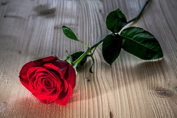 Red rose on the table