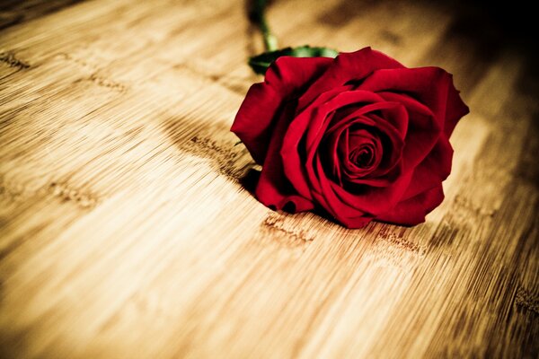 Flower. A red rose. Board