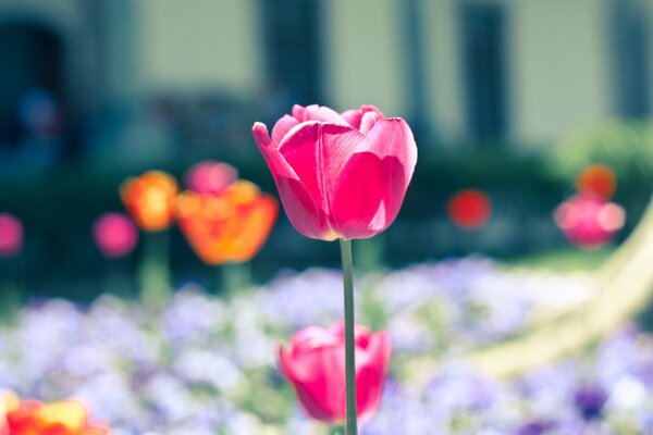 Rosa Tulpe auf einer Lichtung