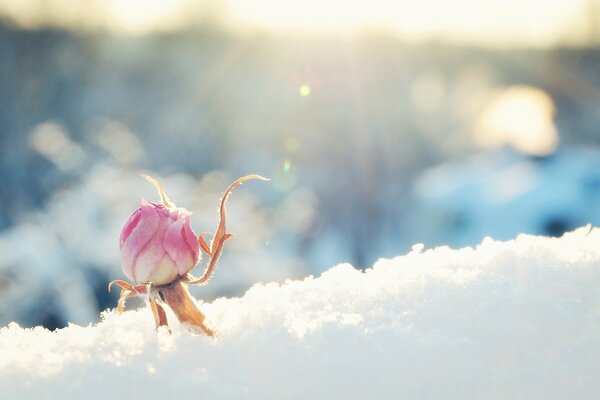 A rosebud in the snow