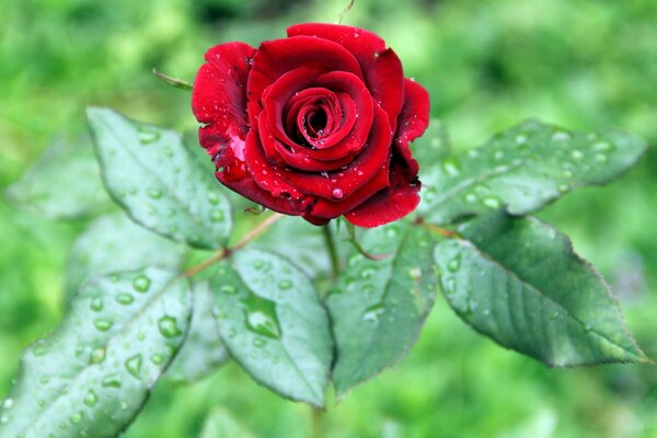 One rose with dew drops