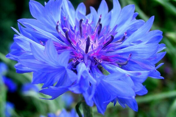 Bright blue cornflower in a summer field