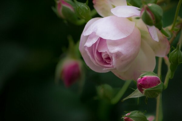 Pąki różowych róż makro strzał