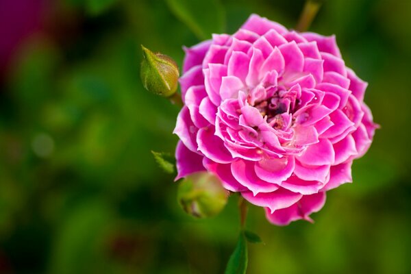 Бутон розовой розы с белой каемочкой