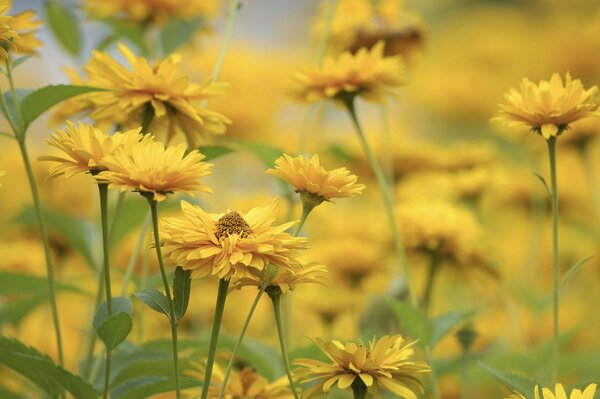 Yellow flowers on a blurry background