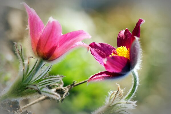 Fleurs roses sur fond flou