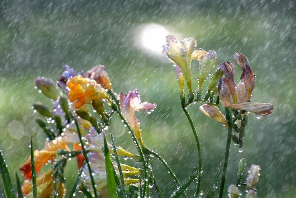 Gotas de lluvia en tierna Fresia