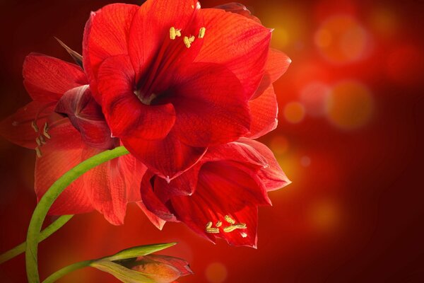 Rote Amaryllis auf Hintergrund mit Highlights