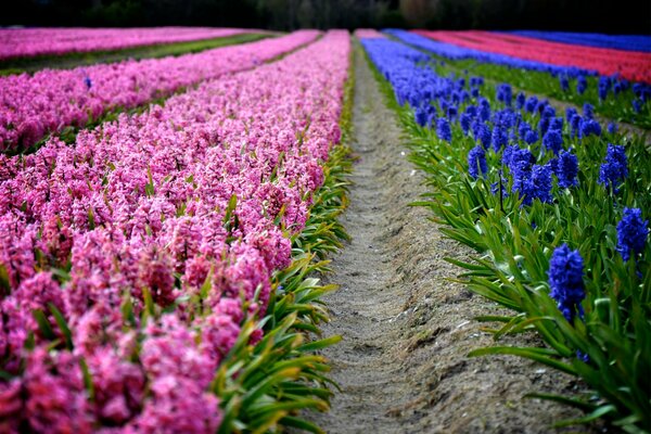 Filas de jacintos con flores rojas y azules