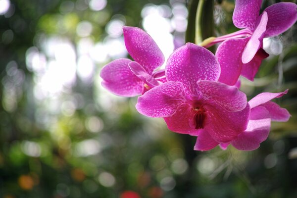 Orchidée framboise sur photo floue