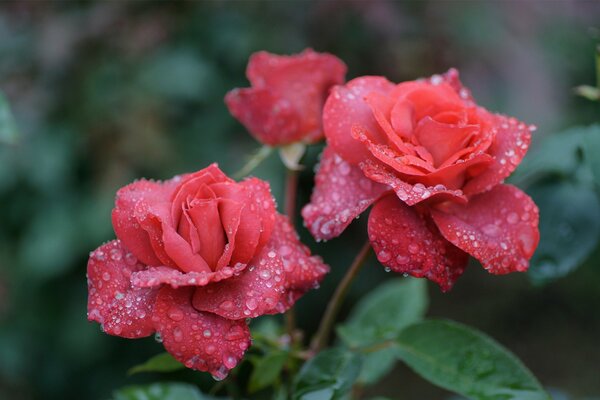 Trio dans les gouttes de pluie