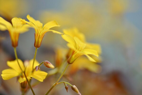 Yellow twigs of beautiful flowers