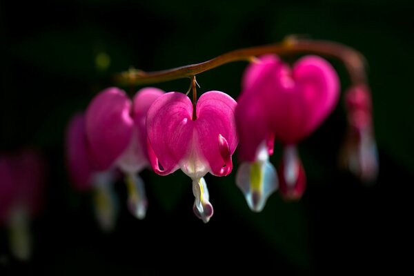 Pink flowers on a black background