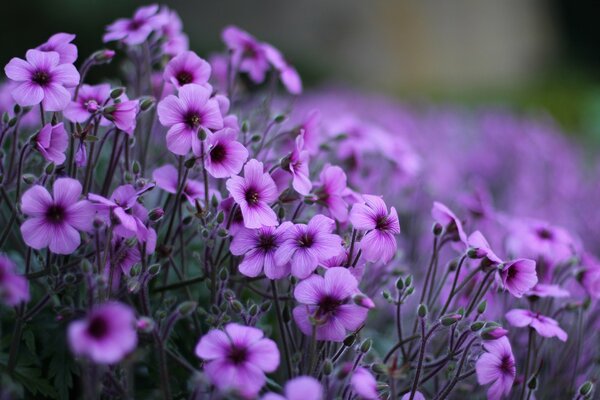 Fleurs lilas en macro