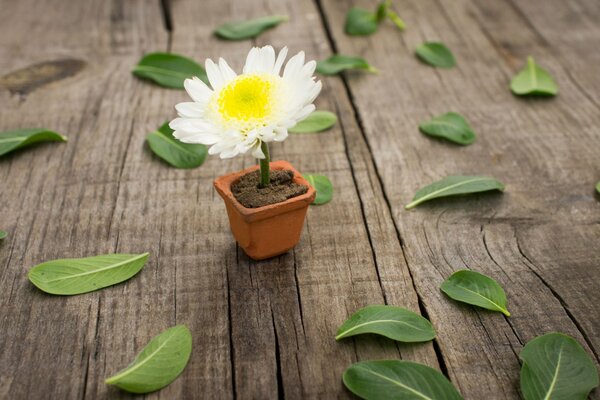 Chamomile in a small pot on a wooden background