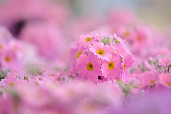 Le primule rosa sono piacevoli alla vista