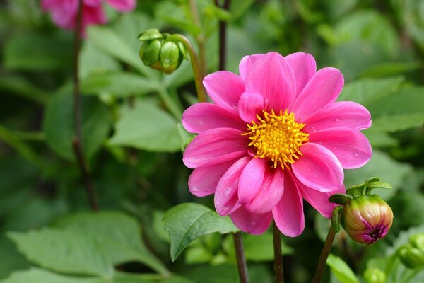 Dalia rosa y brote verde