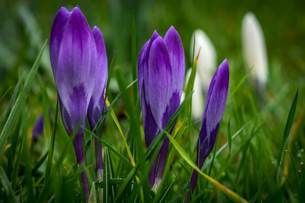 Purple crocuses on spring grass