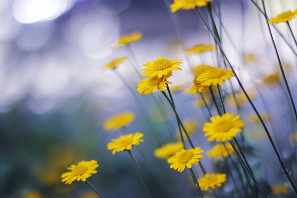 Yellow daisies in macro on a blurry background