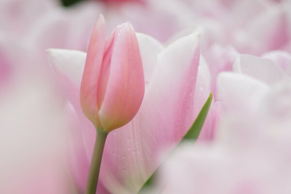 Delicate pink tulips on a blurry background