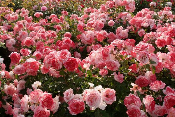 Viele schöne Rosensträucher