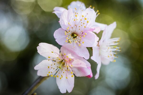 Light light image of pink sakura