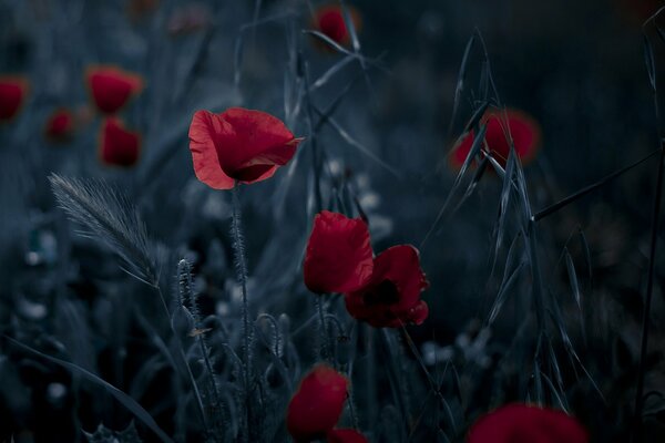 Rote Mohnblumen auf dunklem Hintergrund