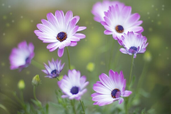 Lovely white and pink buds background