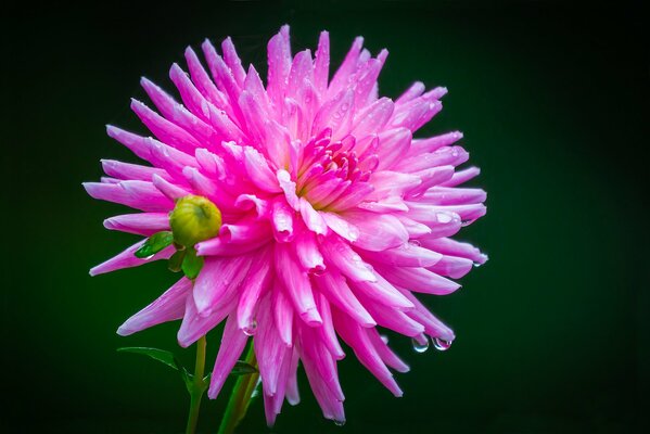 Gouttes de rosée sur Dahlia rose