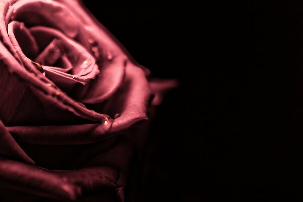 Macro photography of the rose. Dark background