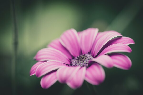 Macro focus of the rose petal