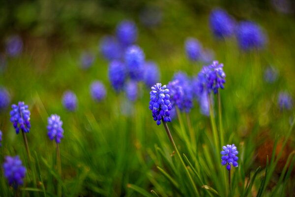 Blaue Traubenhyazinthe im Makrofokus