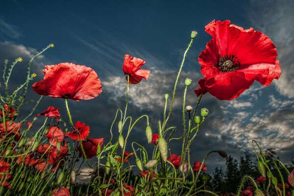 Rote Mohnblumen auf Himmelshintergrund